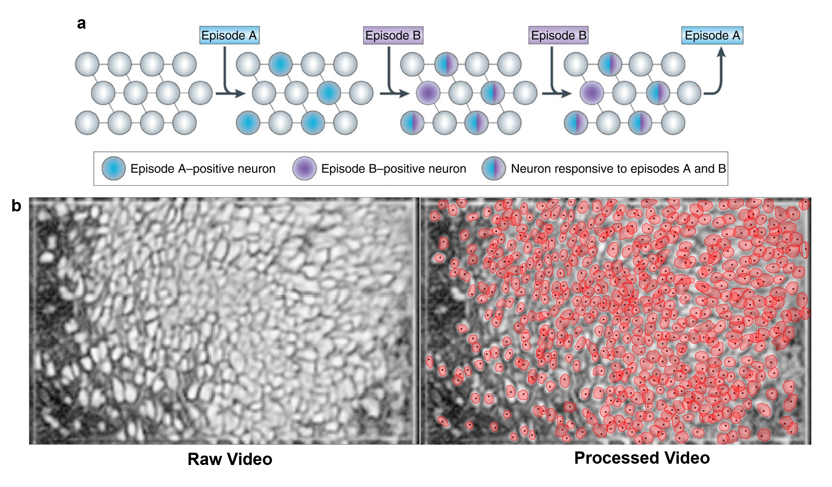 Figure showing three images on the top is image a, on the bottom image b (as referred in the caption).
