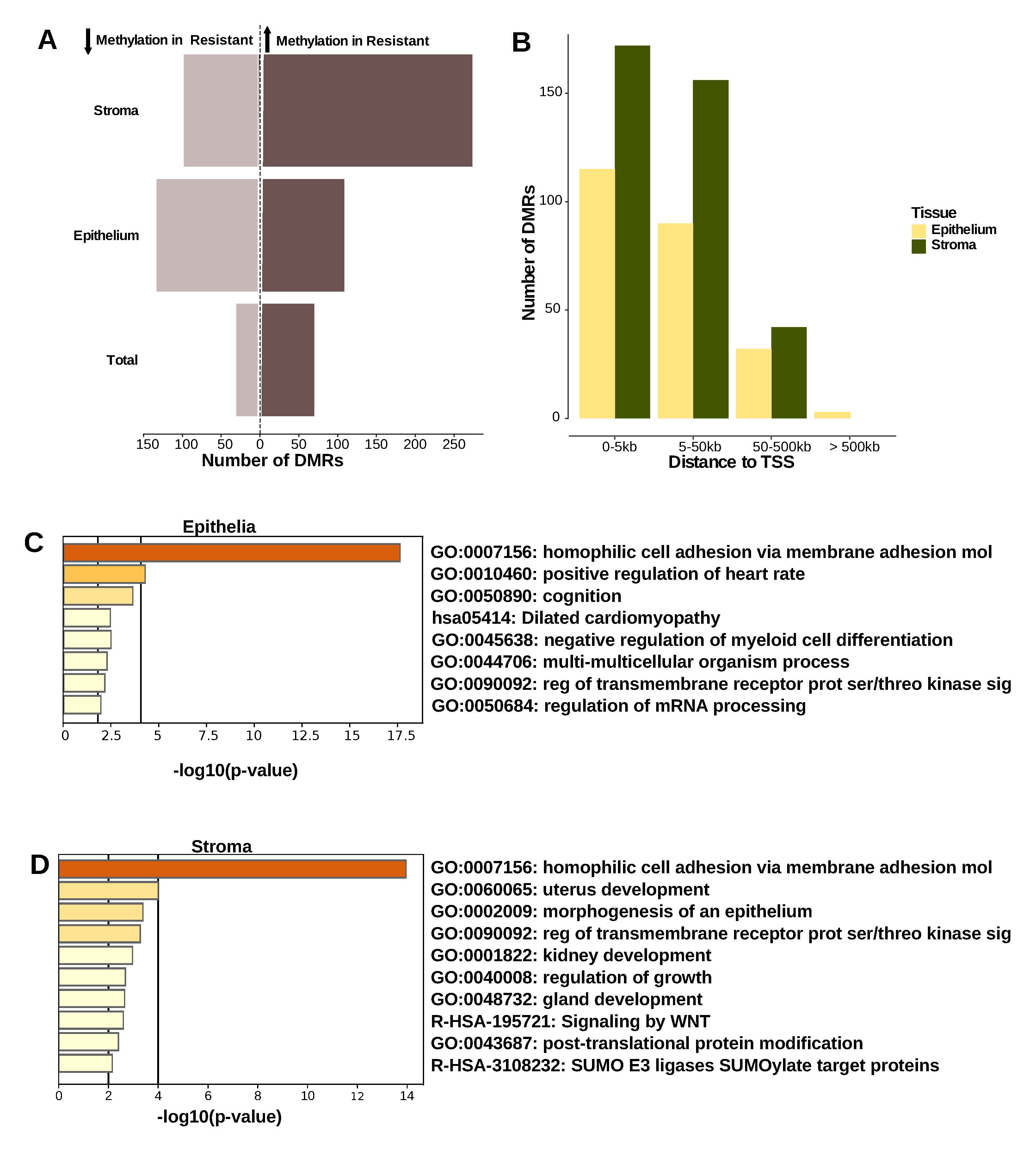 Differentially methylated regions in the stroma and epithelium of resistant vs sensitive patients. a) The number of differentially methylated regions (DMRs) with at least 30% difference in DNA methylation in resistant vs sensitive patients. The number of regions with decreased methylation in resistant samples is depicted to the left side of the dotted line (light brown), the regions with increased methylation to the right(dark brown). b) Number of DMRs per tissue and their proximity to gene transcription start sites (TSS). c)–d) Gene ontology and pathway enrichment analysis for genes associated with DMRs (proximal to TSS, 5 kb upstream and downstream of the TSS) in epithelium (c) and stroma (d).The negative log of the enrichment p-values are depicted on the x-axes; vertical lines mark arbitrary cut-off p-values at p=0.01 and p= 0.0001. Associated GO terms are depicted on the y-axes